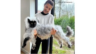 A woman holding Richie the Maincoon, he's massive!