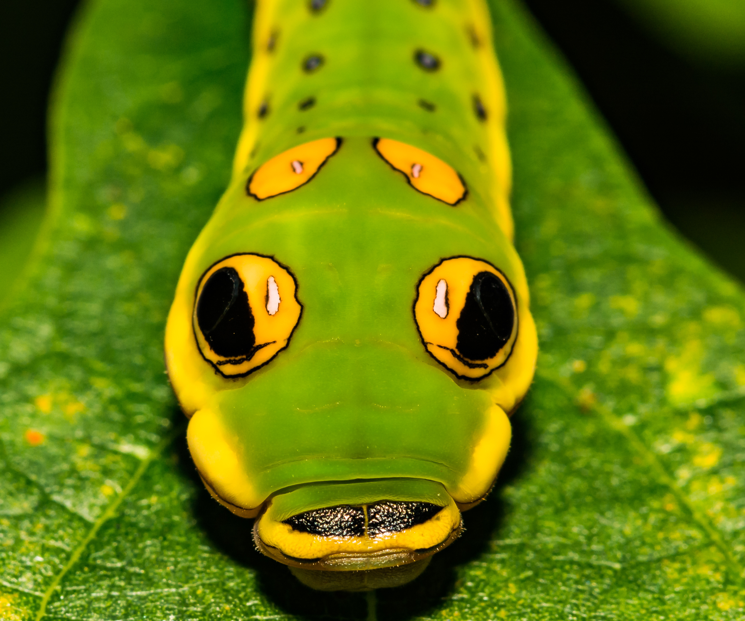 A close up of a 5th instar Spicebush Swallowtail Caterpillar.
