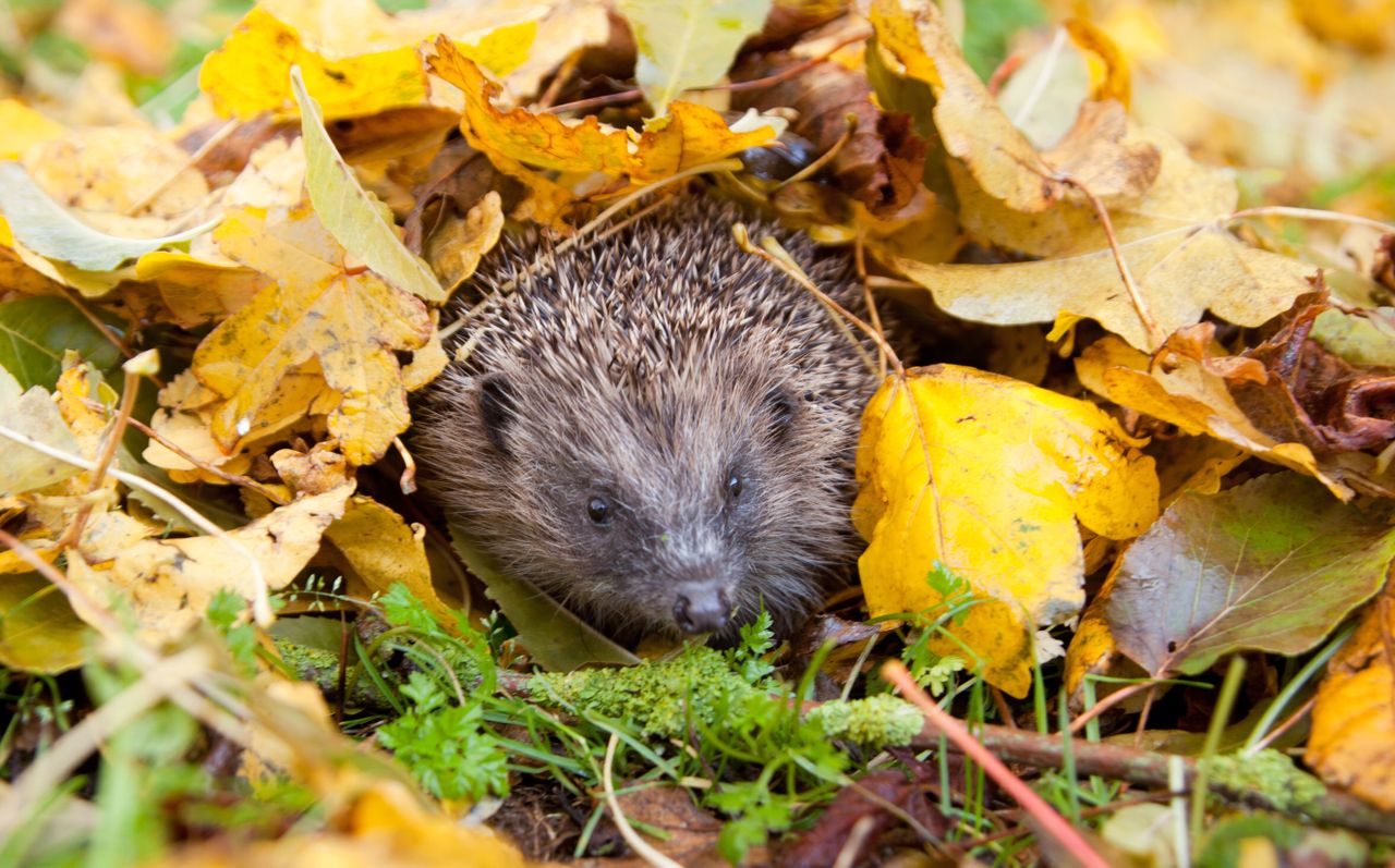 A hedgehog nestled among fallen autumn leaves, blending into the yellow and brown foliage on the ground.