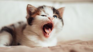 A brown and white kitten yawning