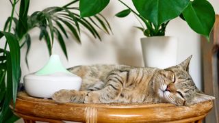 Tabby cat lying next to essential oil diffuser
