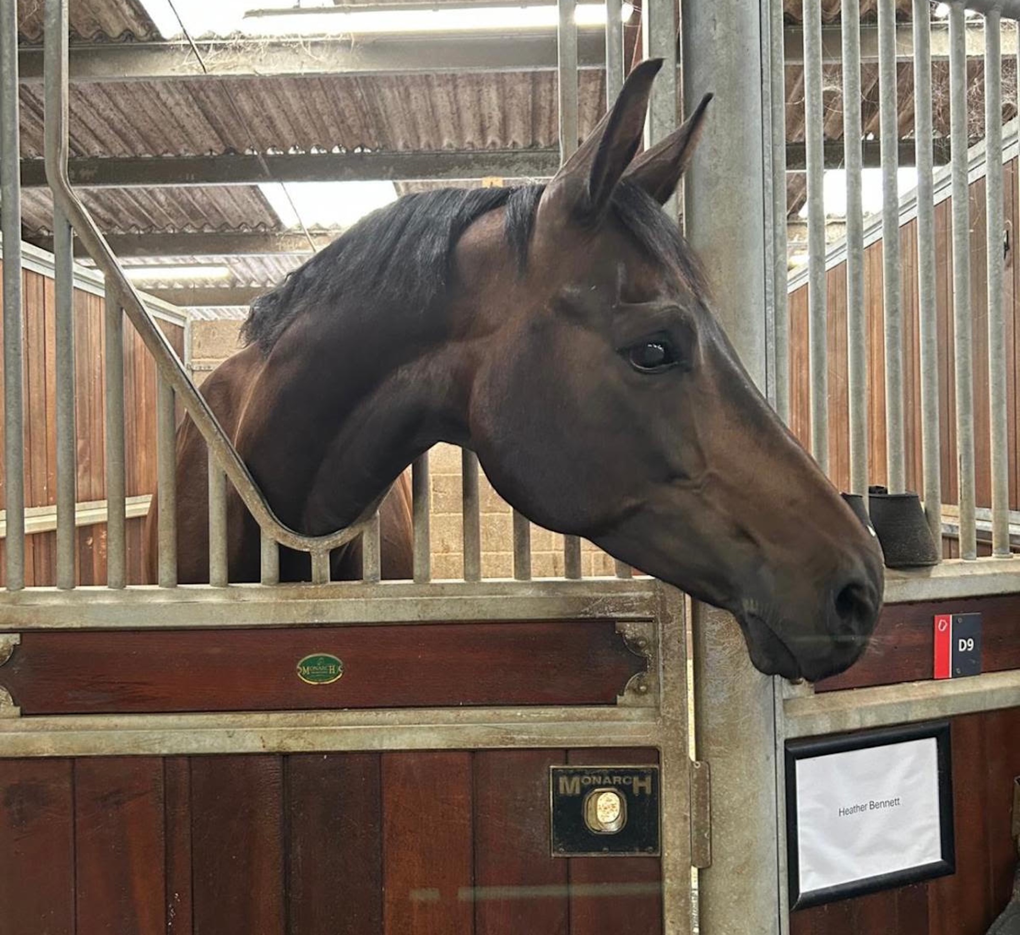 Bay gelding Hawtins Figaro looking over his stable door