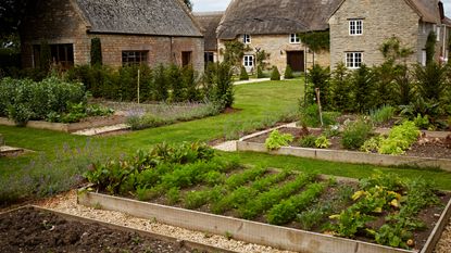 Leafy vegetables growing in raised vegetable beds behind thatched Cotswolds cottage 