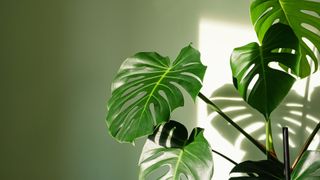 a monstera plant in sunlight