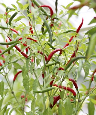 Red and green chilies growing on a pepper plant