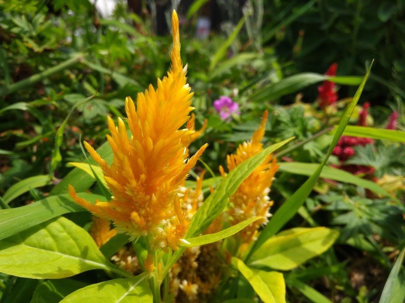 BlackBerry DTEK50 Camera sample