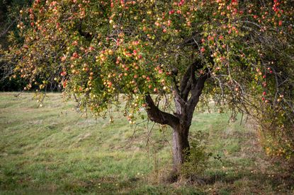 An old apple tree loaded with fruit