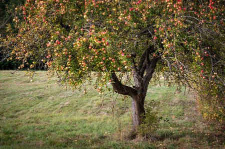 An old apple tree loaded with fruit