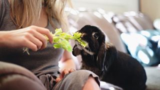 A woman feeding a black rabbit celery while sat on her sofa