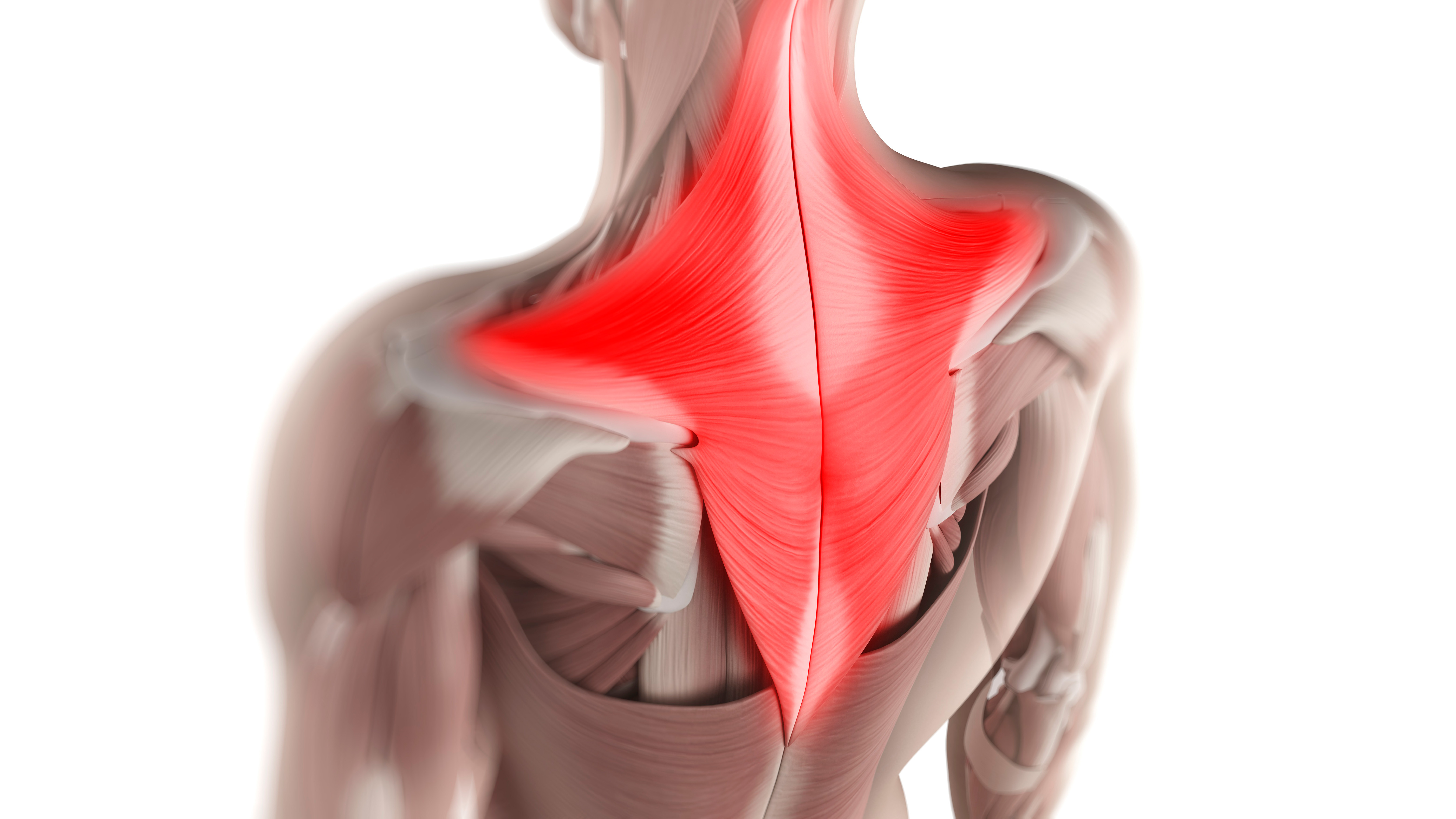 Anatomical image of the back trapezius muscles