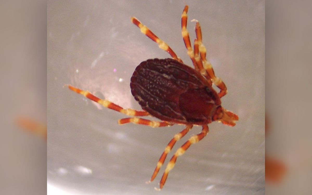 As If Ticks Werent Terrifying Enough, This Giant Bloodsucker Will Hunt You  Down | Live Science