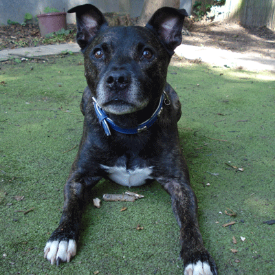 Jasper-rescue-dog-battersea.gif