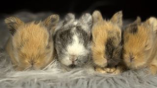 Four baby rabbits known as kits