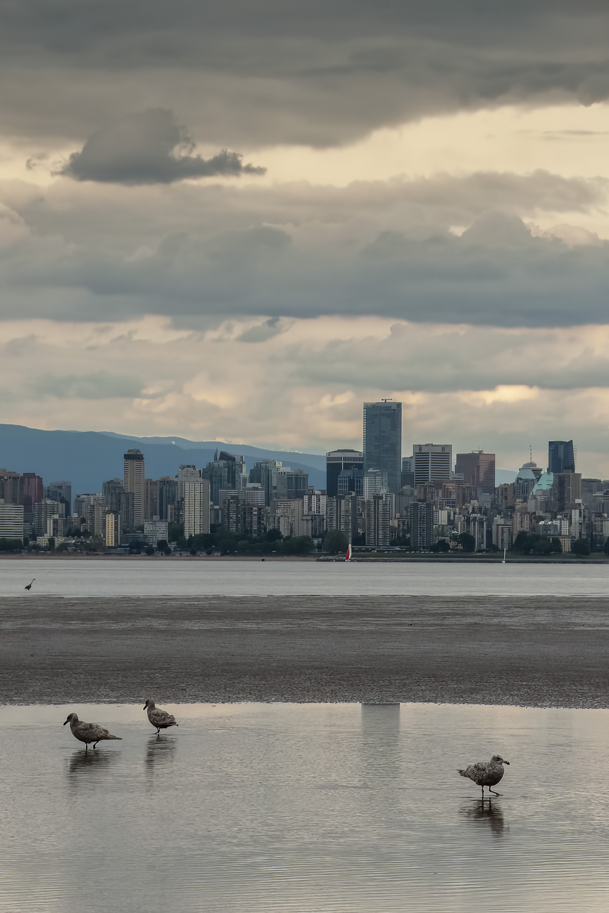 Lake and birds with cityscape background
