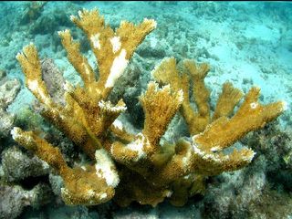 White Pox Kills Elkhorn Coral