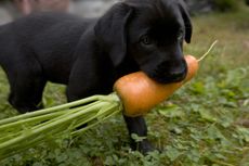 A young black labrador retriever puppy carries a freshly picked carrot in his mouth.