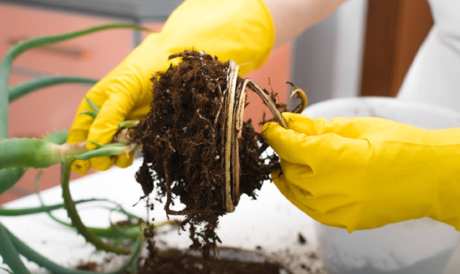 Repotting aloe vera plant 