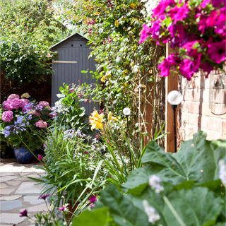 Small shed in garden next to hydrangeas and other plants