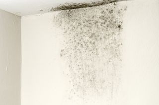 mould spreading across wall in house