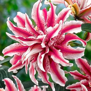 Lily Magic Star