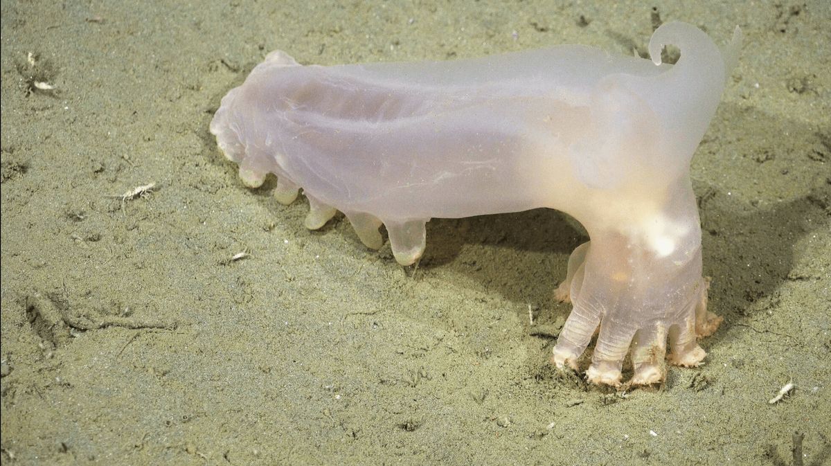 Sea cucumber.