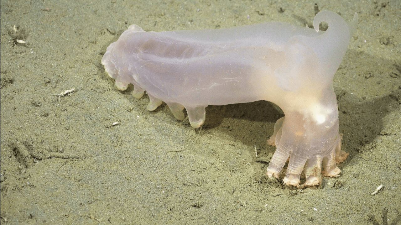 Sea cucumber.