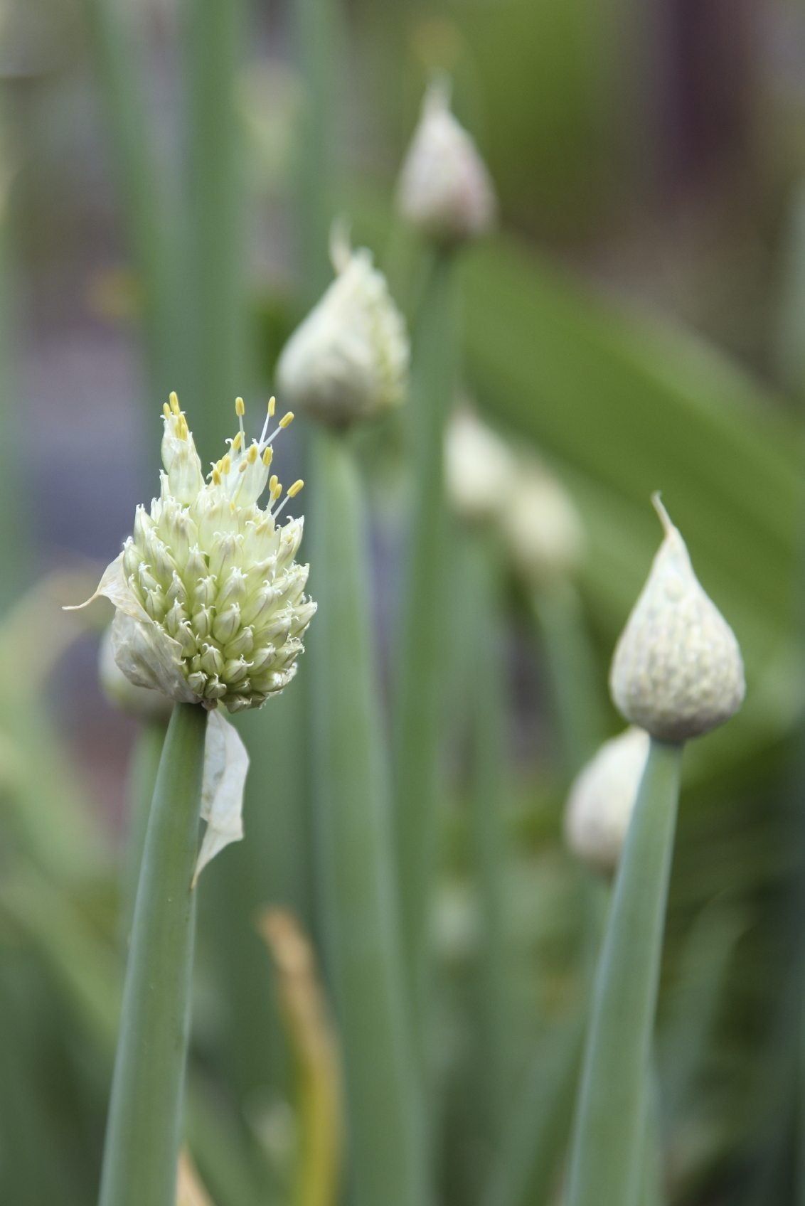 Welsh Onions