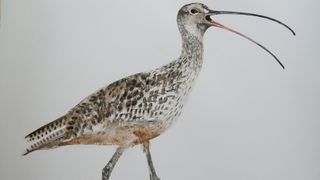 Jim's painting of a curlew from episode one.