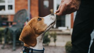 Person offering dog treat