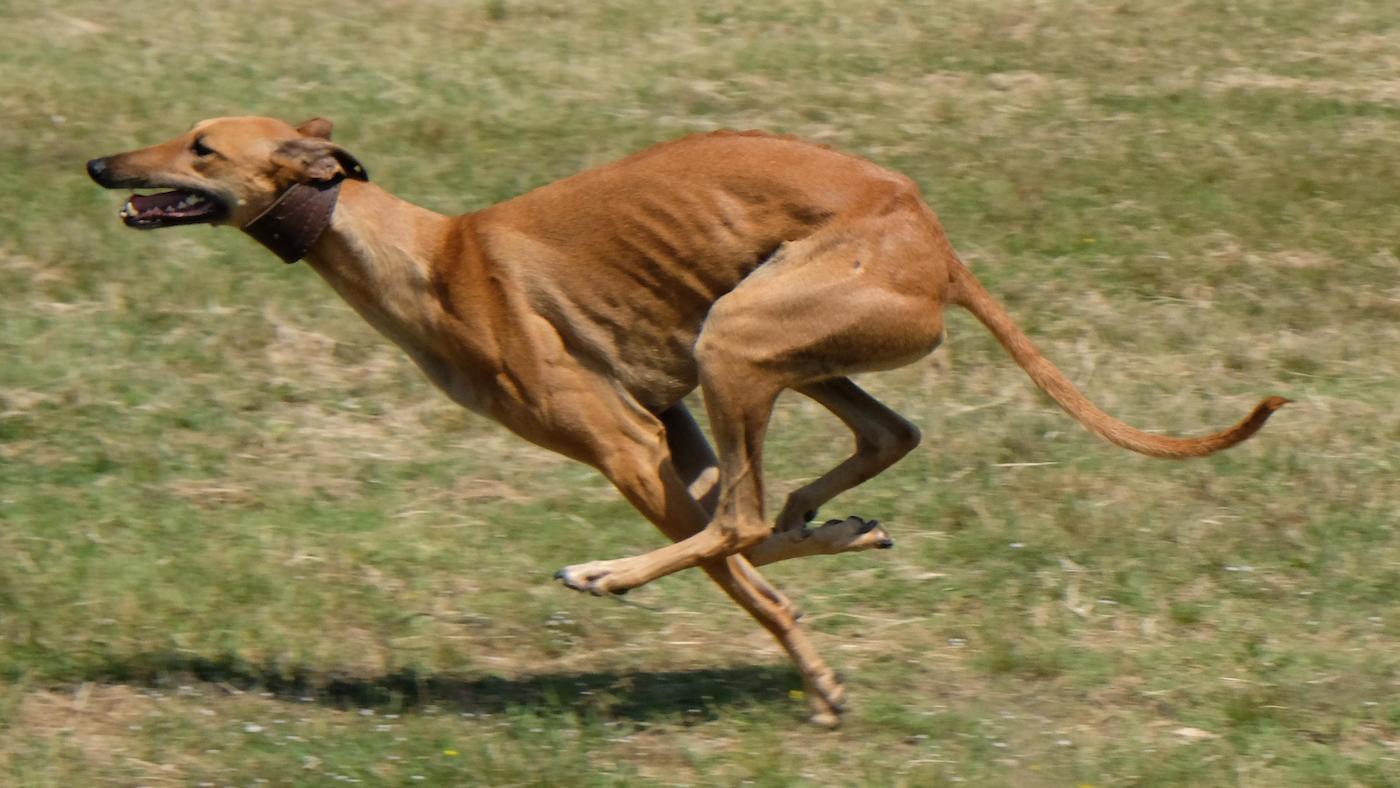 Greyhounds are the fastest dog breed