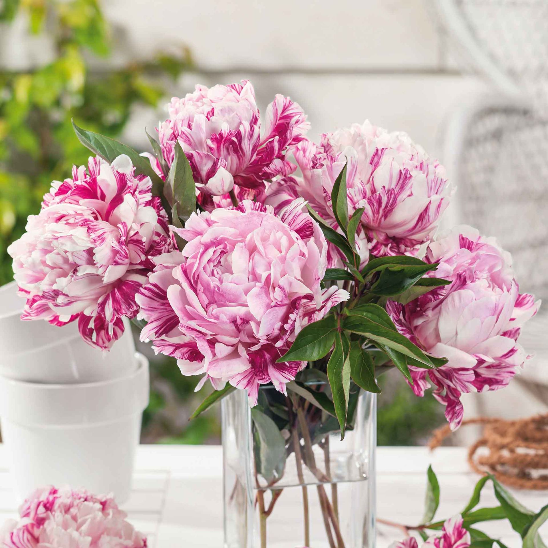 Peony Roots - Candy Stripe