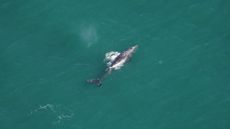 An aerial view of a gray whale swimming in the ocean