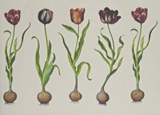 Andrew Martin's Tulips wallpaper