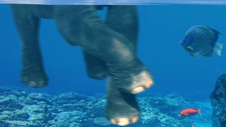 elephant's feet underwater