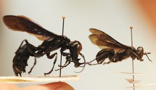 The male of the new species (left) was much larger than the female (right).