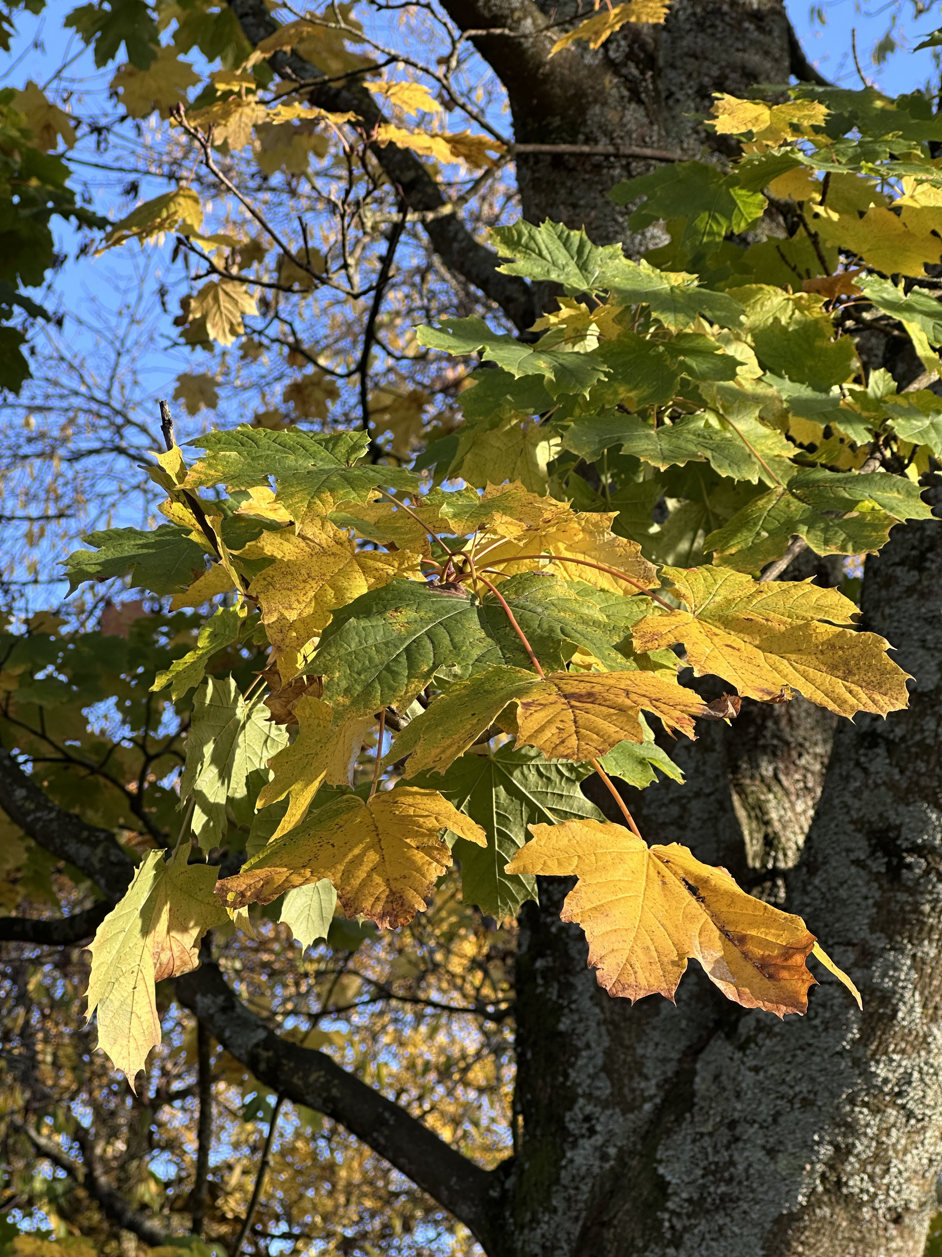 A photo of yellow and green leaves of a tree, with a tree trunk and blue sky in the background