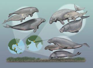 Three sets of sea cows lived in three different times and locations: the late Oligocene (23 million to 28 million years ago) in Florida, the early Miocene (16 million to 23 million years ago) in India and the early Pliocene (3 million to 5 million years ago) in Mexico.