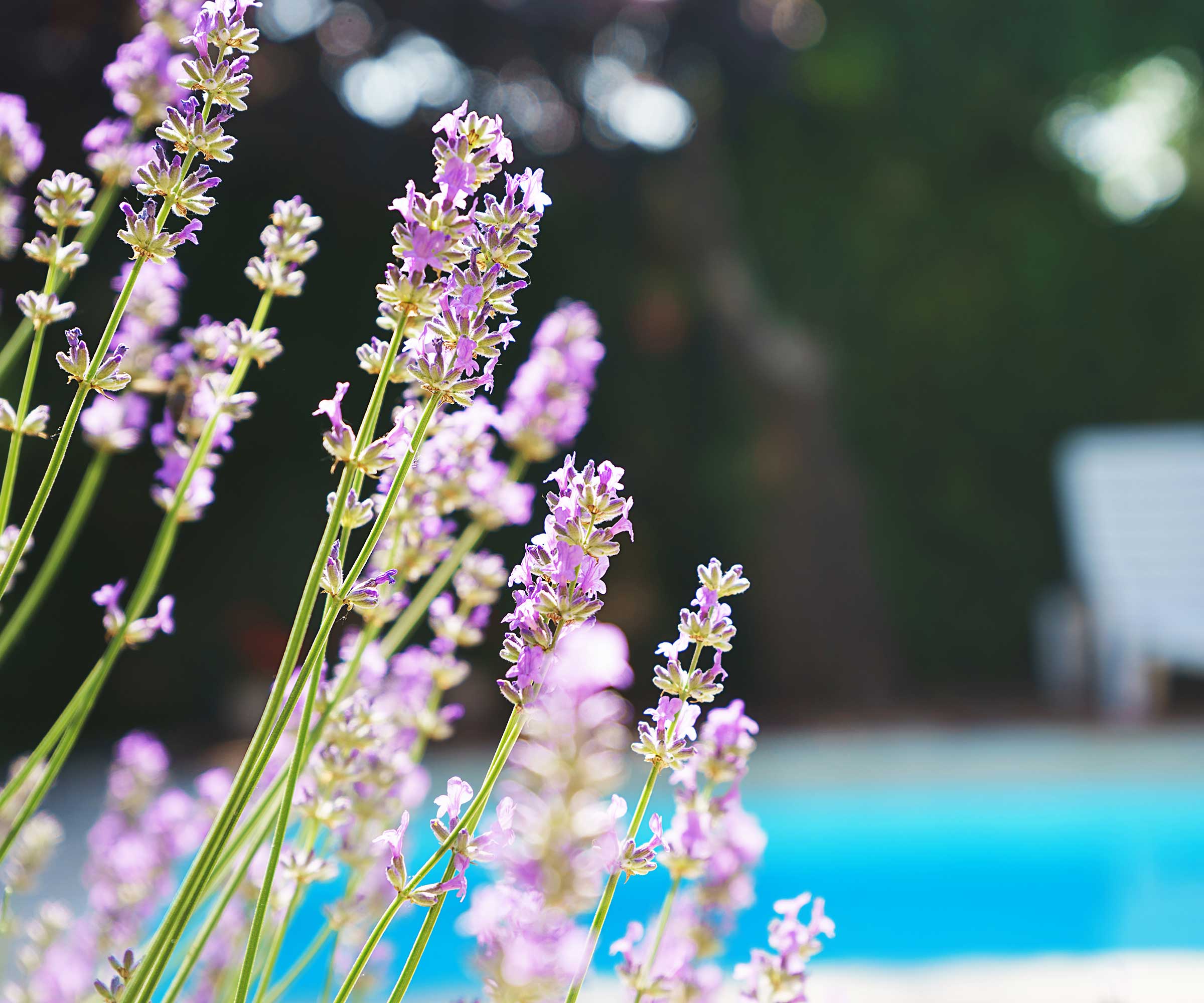lavender and pool in background
