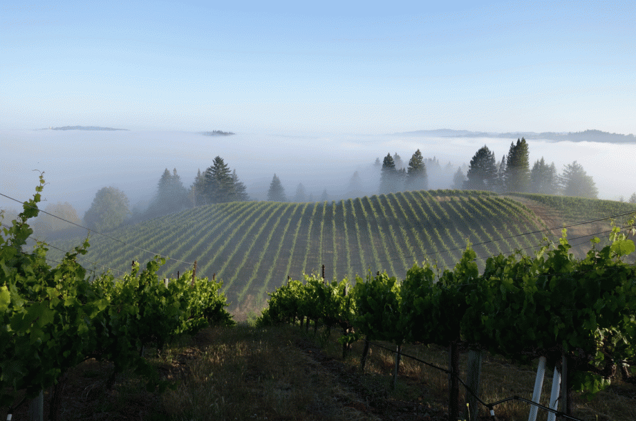 Hirsch-Vineyards-Block-8-in-fog