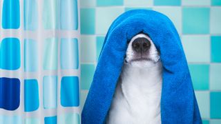 small white dog with blue towel folded and led across top of head showing only nose, with blue square tiles and blue tiled pattern shower curtain in background