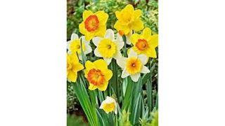 Narcissus large cupped giant mixture