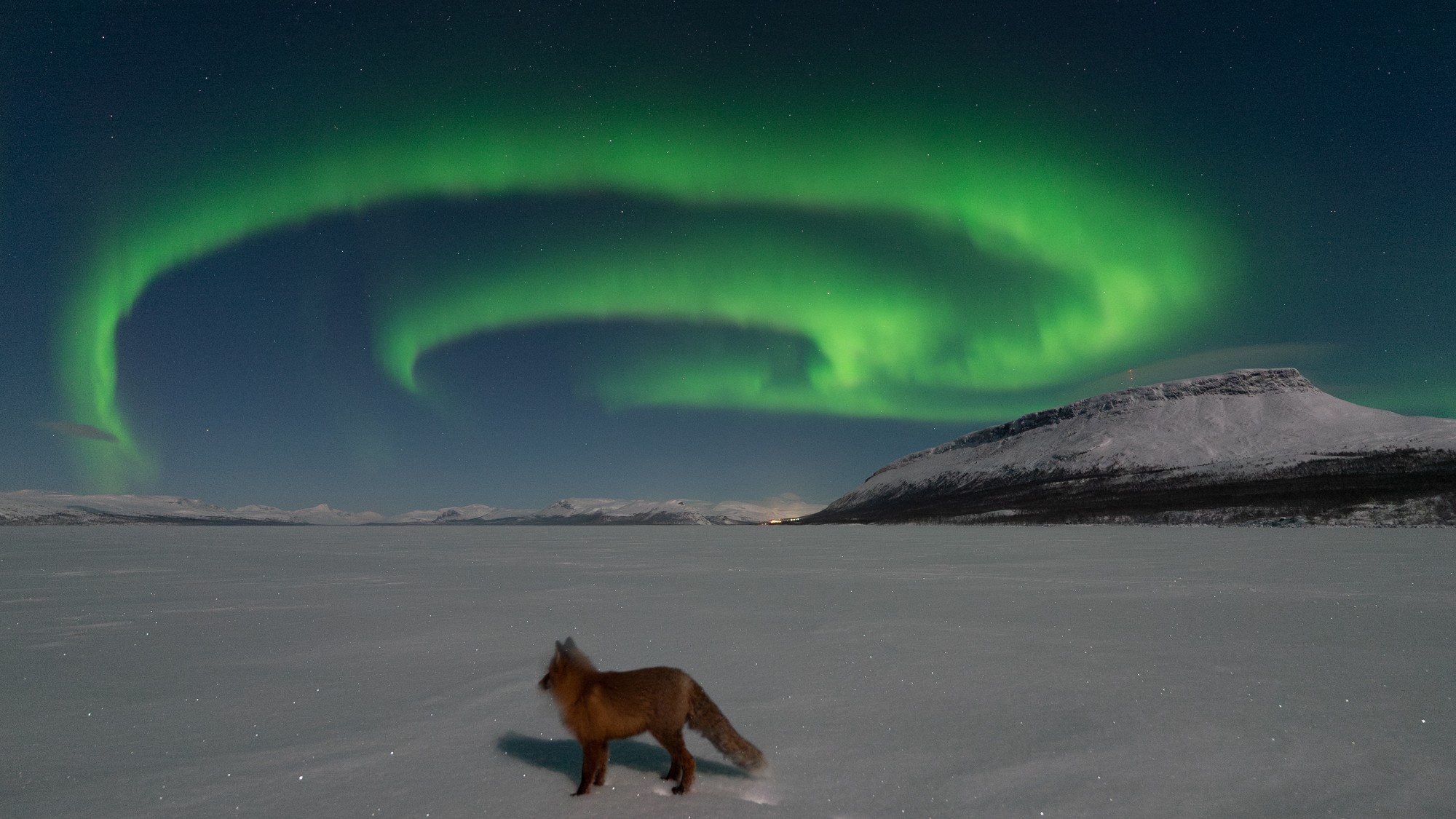 a fox is perfectly poised under a swirling ribbon of green light in the sky - the northern lights