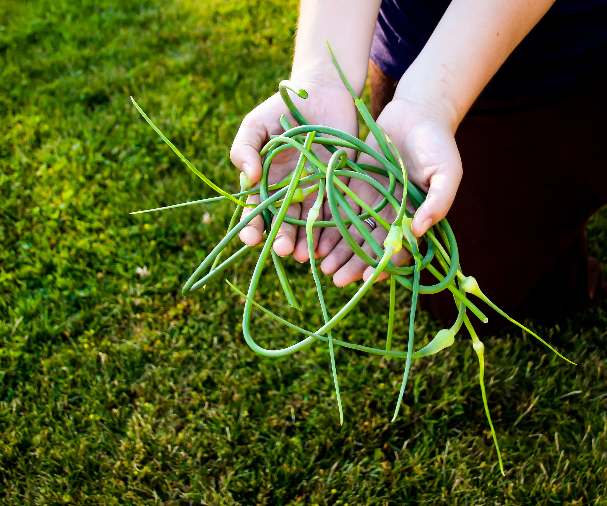 A gardener's hands full of freshly-harvested garlic scapes