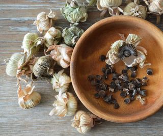 Collecting hollyhock seeds