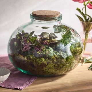 Anthropologie Recycled Glass Low Bulb Terrarium