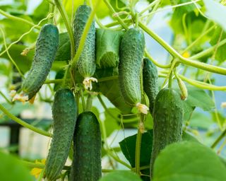 Cucumbers growing on the vine