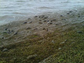 Piles of nutria carcasses line beaches in Mississippi after Hurricane Isaac flooded the invasive rodents' marsh habitats.