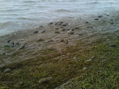 Dead nutria in Mississippi after Isaac