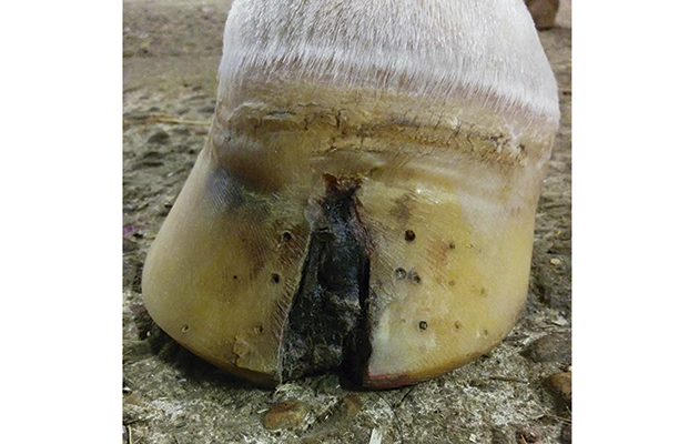Following removal of the metal plate any granulation tissue can be cut back