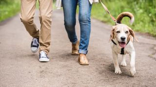 Couple on a walk with Beagle dog in nature